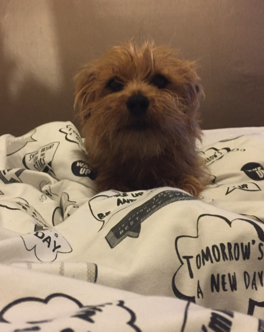 Screen Shot 2016-12-28 at 18.39.36